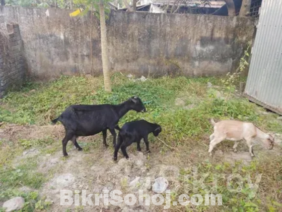 ৭টা ছাগল মা বাচ্চা সহ।